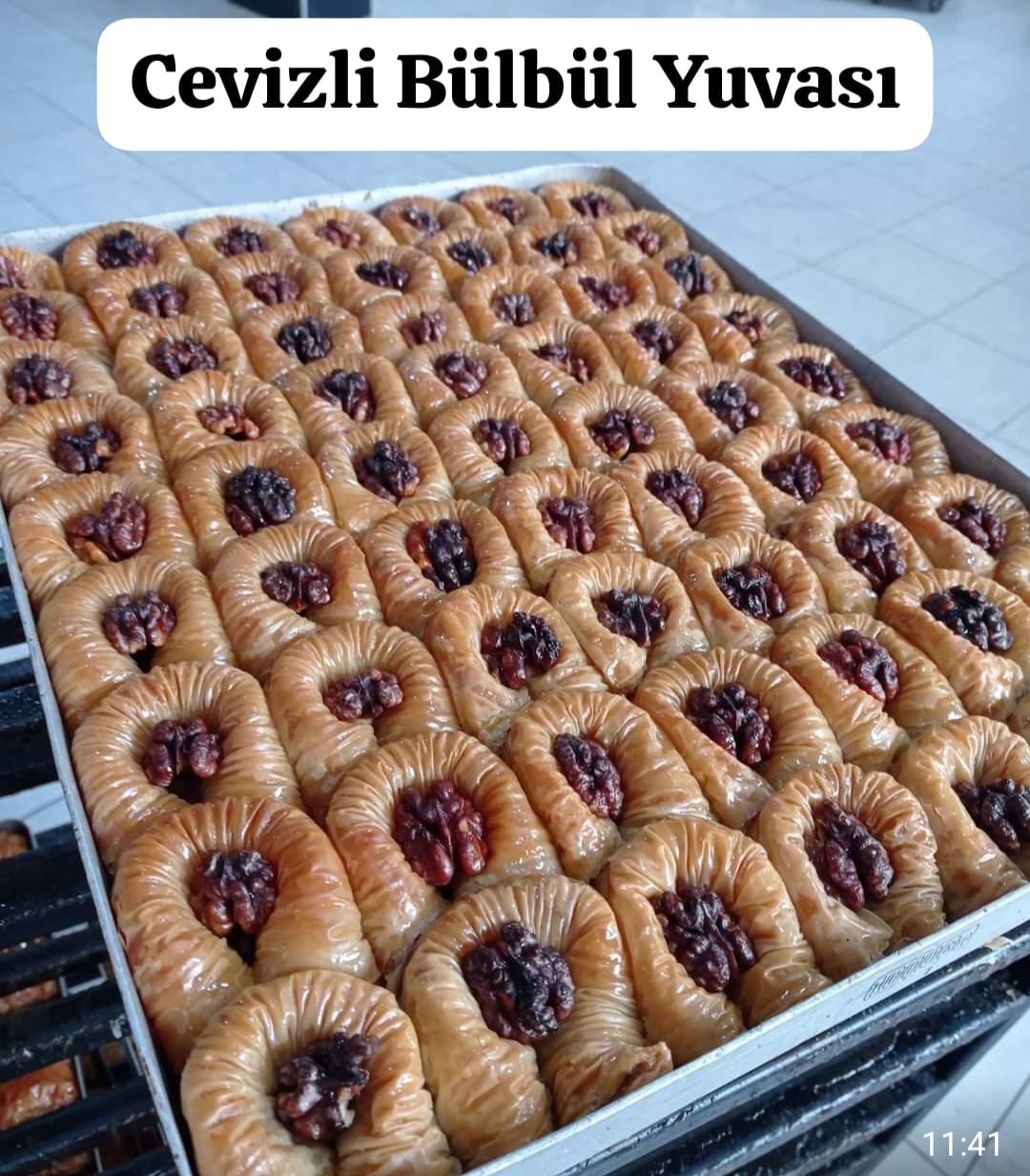 CEVİZLİ BÜLBÜL YUVASI